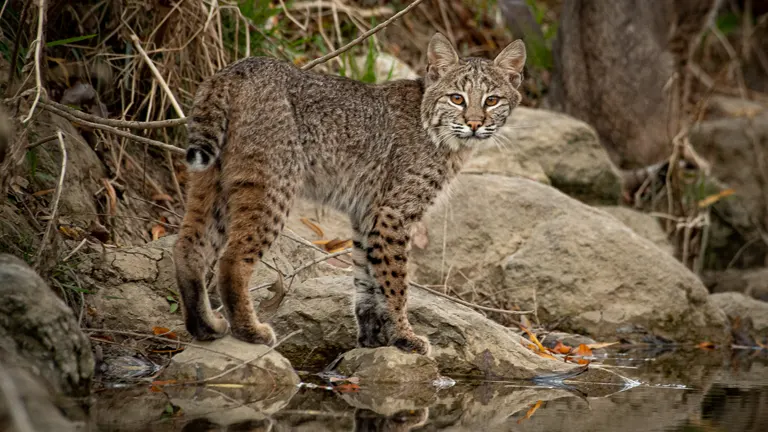 Texas Bobcat