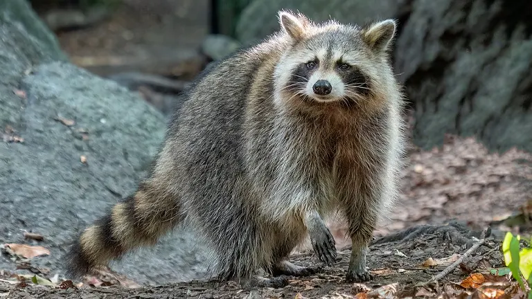 Raccoon