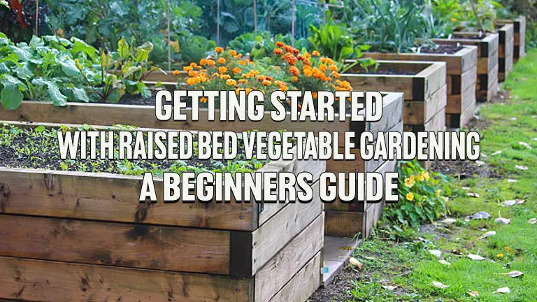 Raised Bed Vegetable Gardening: A Beginner's Guide