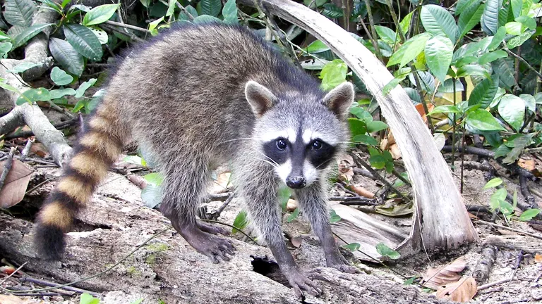 Crab-eating Raccoon