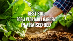 Best Soil for a Vegetable Garden in a Raised Bed