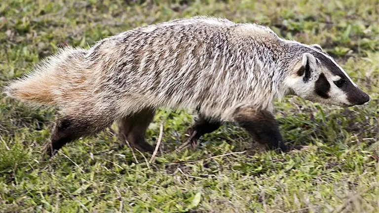 American Badger