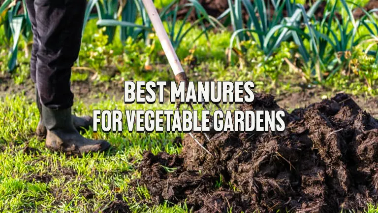 Best Manures For Vegetable Gardens