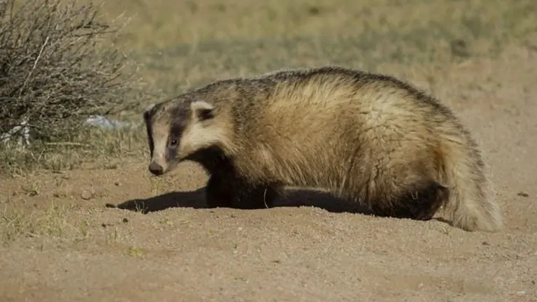 Asian Badger 