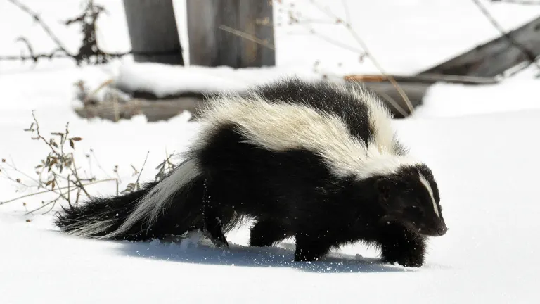 Striped Skunk