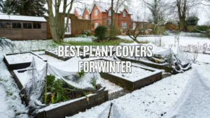 Best Plant Covers for Winter