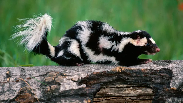 Western Spotted Skunk