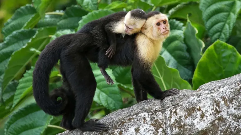 Capuchin Monkeys 