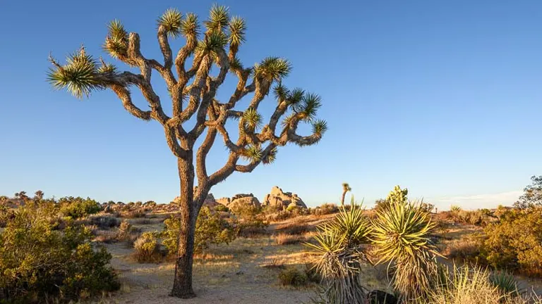 Joshua Tree