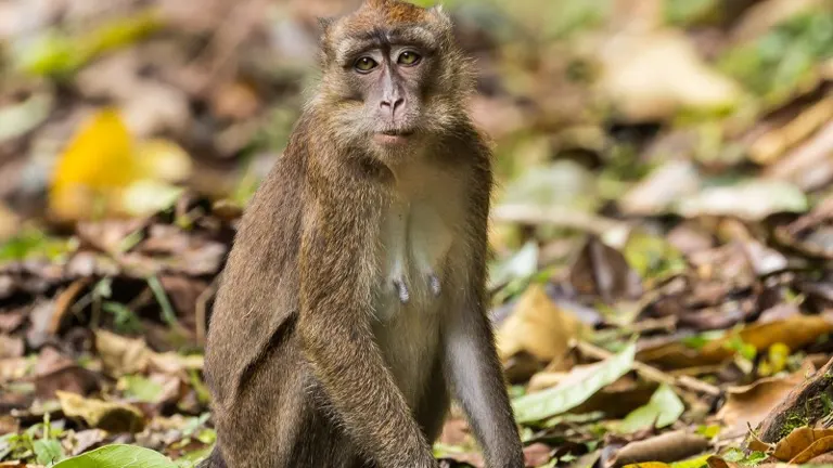 Macaques Monkey