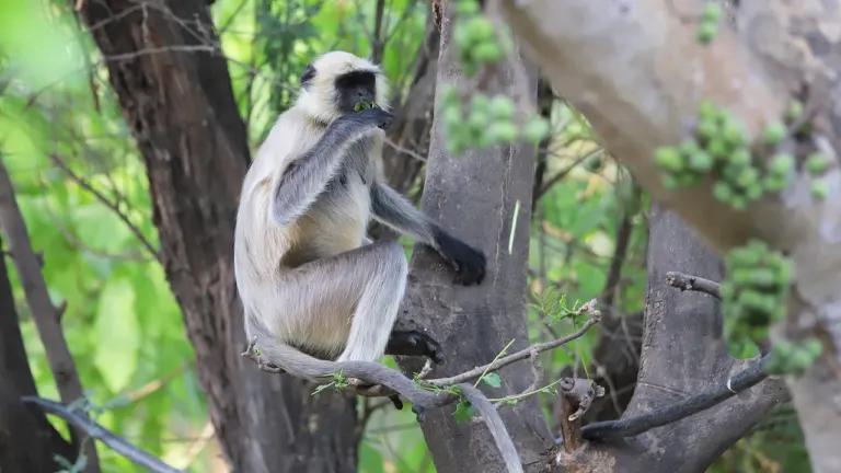 Langurs Monkey