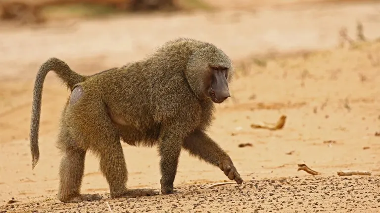 Baboons