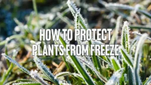 How to Protect Plants from Freeze
