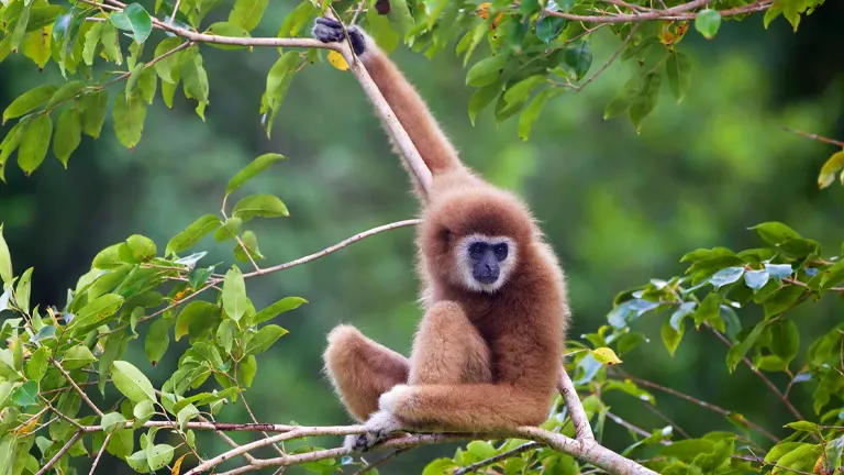 Lar Gibbons