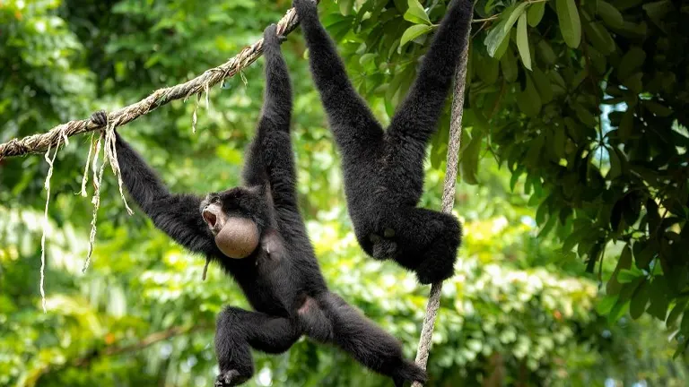 Siamang Gibbon