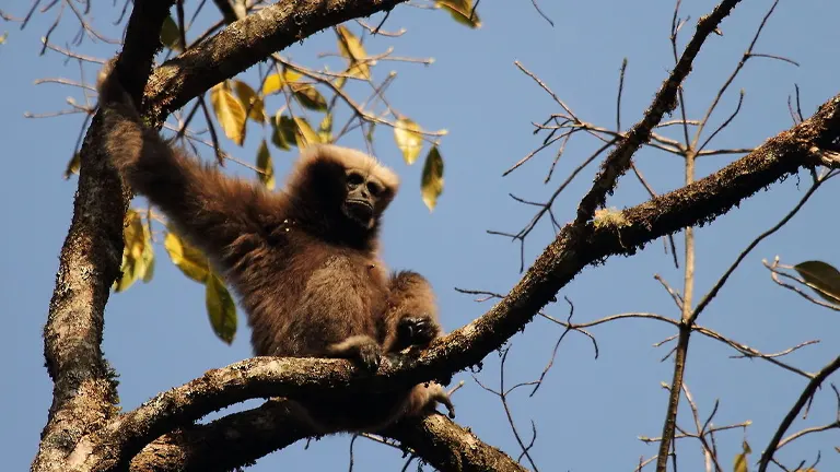 Eastern Hoolock Gibbon