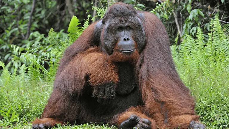 Bornean Orangutan