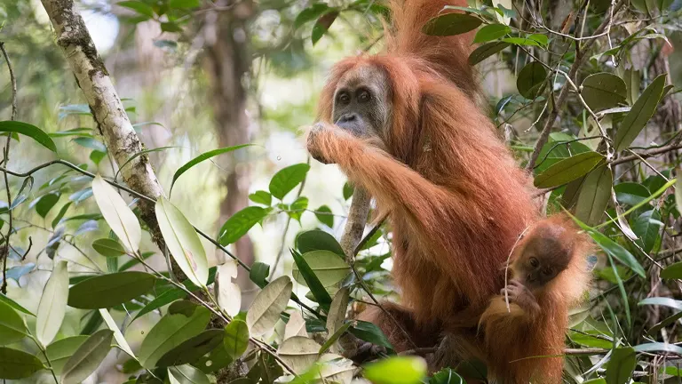 Tapanuli Orangutan