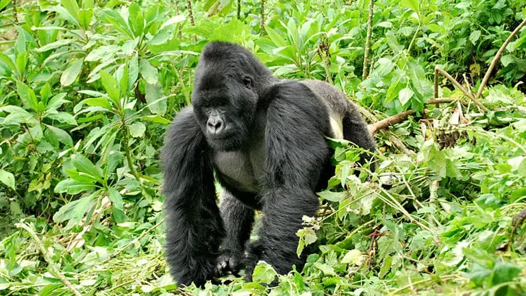 Eastern Gorilla