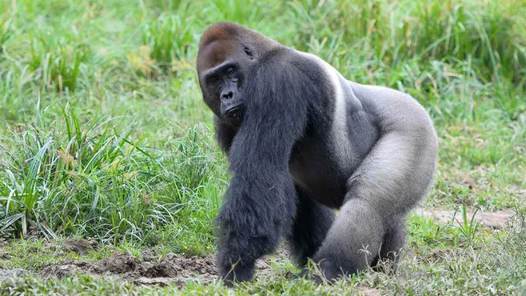 Western Gorilla