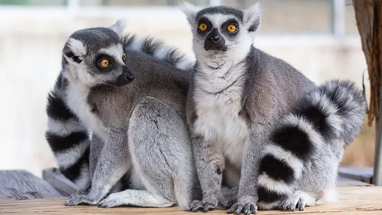 Ring-Tailed Lemur