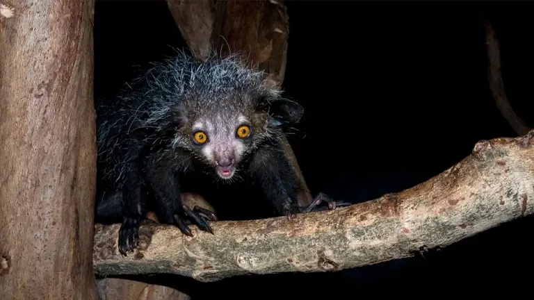 Aye-Aye Lemur