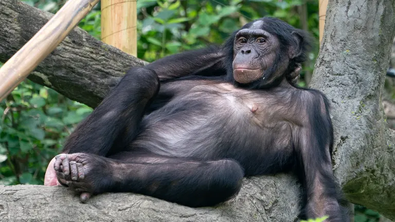 Bonobo Great Ape