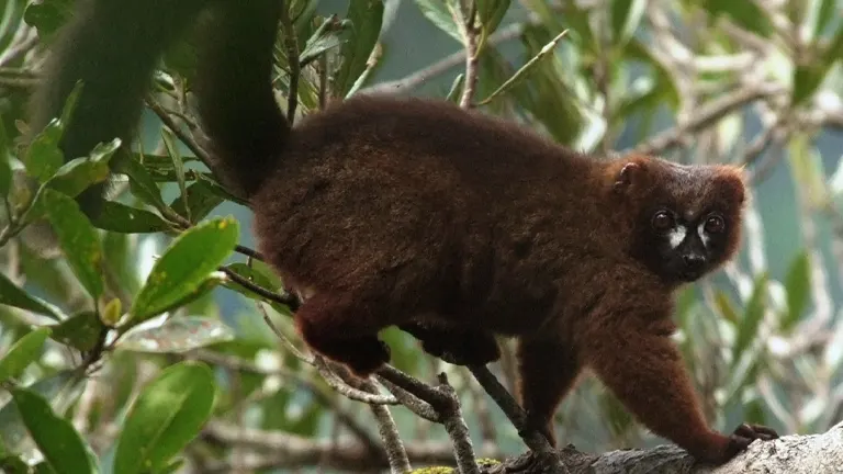 Red-Bellied Lemur