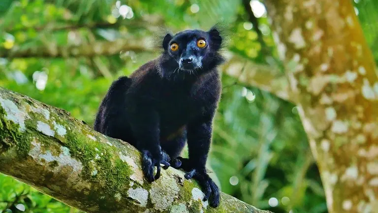 Black Lemur