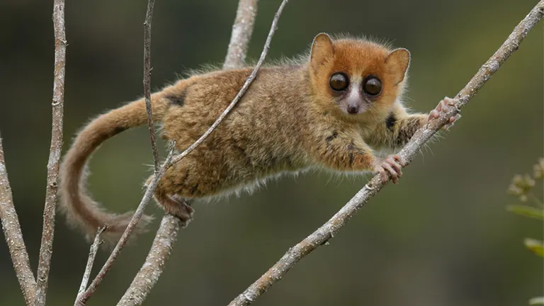 Mouse Lemur