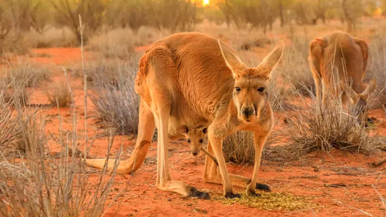 Red Kangaroo