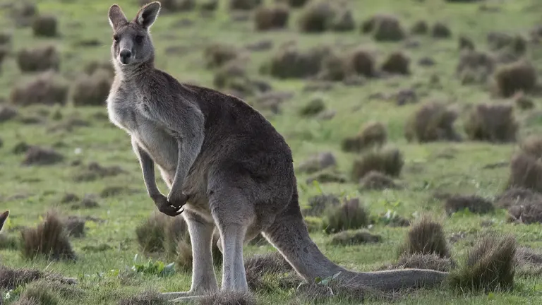 Eastern Grey Kangaroo