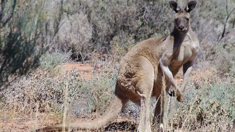 Western Grey Kangaroo