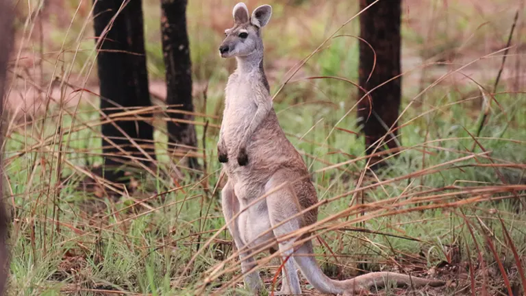 Antilopine Kangaroo