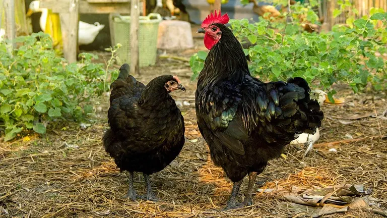 Australorp