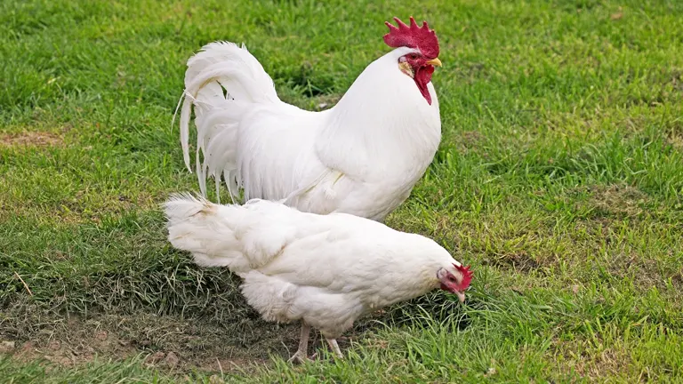 Leghorn