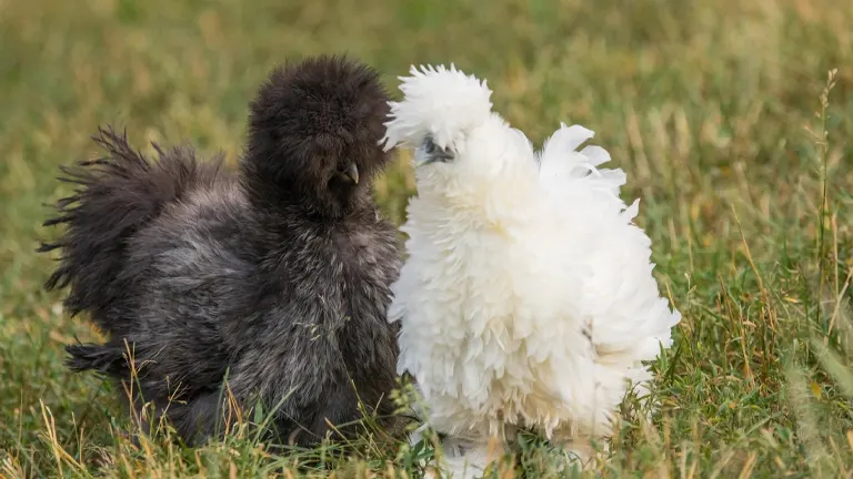 Silkie Chicken