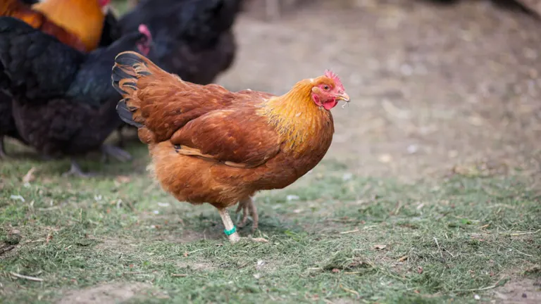 New Hampshire Red Chicken