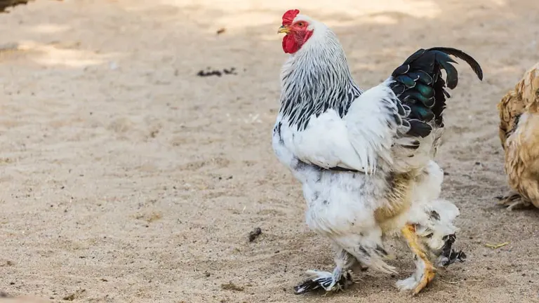 Brahma Chicken