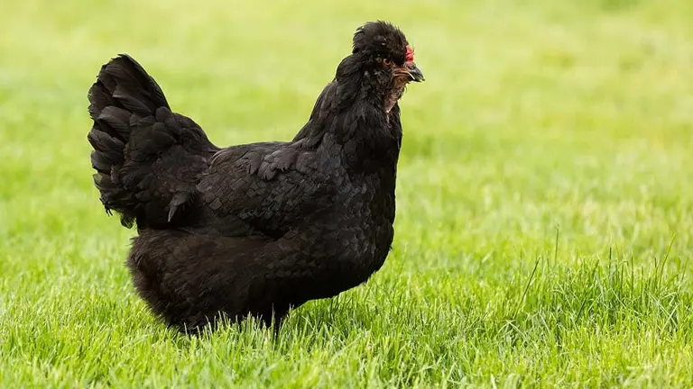 Araucana Chicken