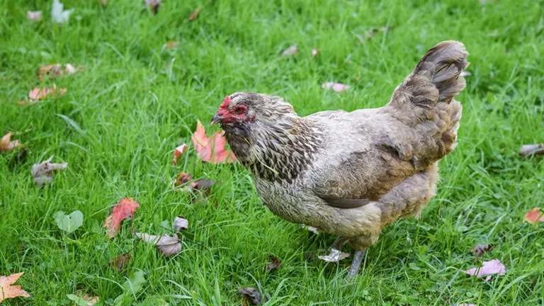 Easter Egger Chicken