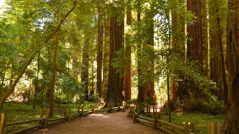 Henry Cowell Redwoods State Park