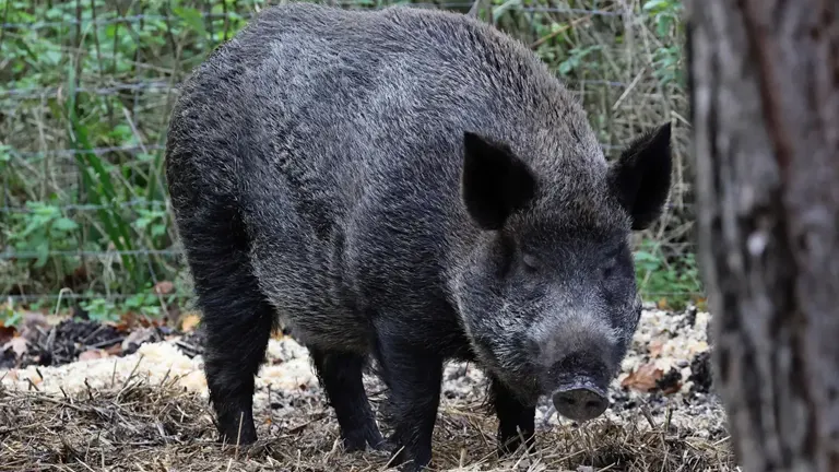 Wild Boar