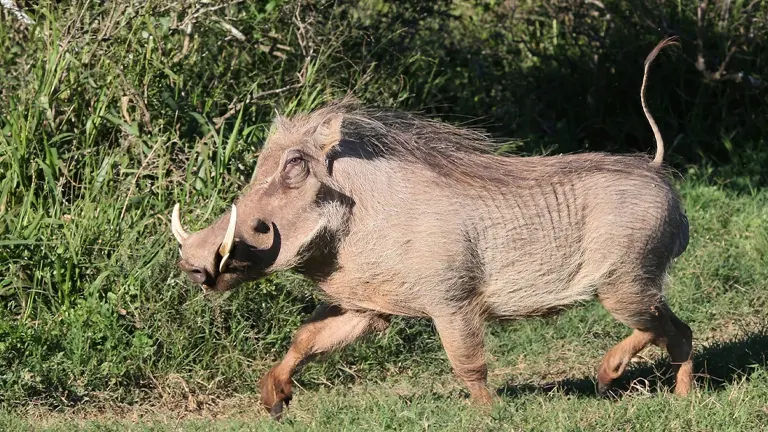 Warthog