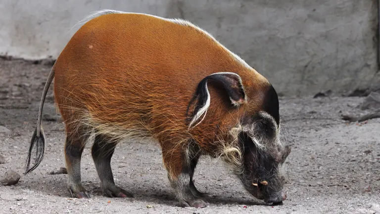 Red River Hog