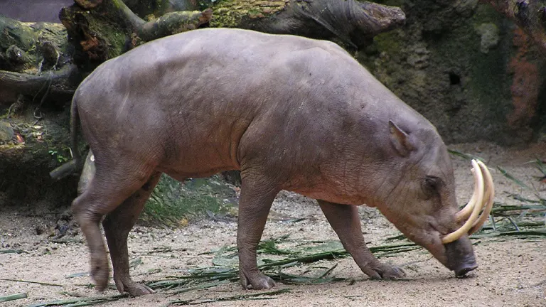 Babirusa