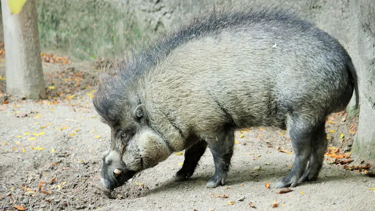 Visayan Warty Pig