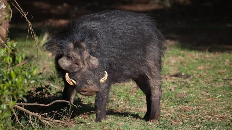 Giant Forest Hog