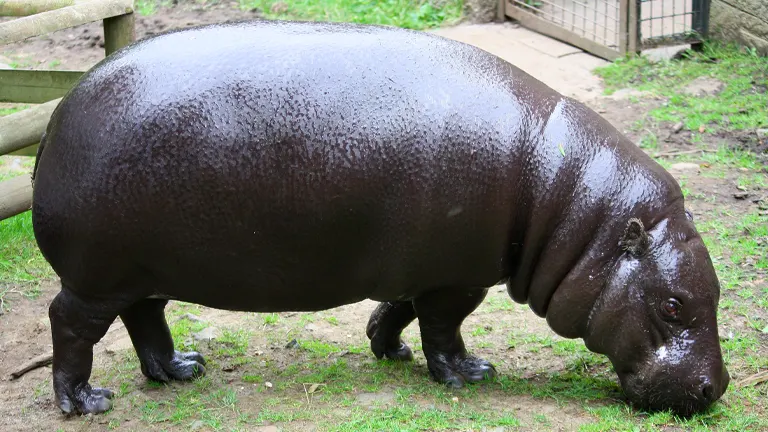 Pygmy Hippopotamus