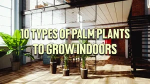 10 Types of Palm Plants to Grow Indoors